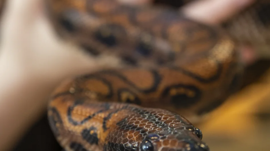 Son derece nadir görülüyor! 9 yıldır başka bir yılanla temas halinde değildi... Bakire doğumla 14 bebek doğurdu