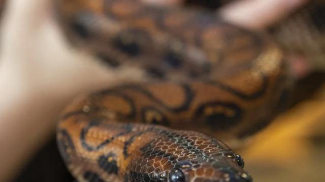 Son derece nadir görülüyor! 9 yıldır başka bir yılanla temas halinde değildi... Bakire doğumla 14 bebek doğurdu