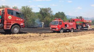 Edirne'de anız alanından ormana sıçrayan yangın söndürüldü