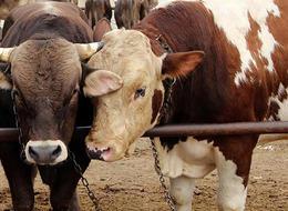 Dünyada bir ilk! Çiftlik hayvanlarının saldığı gazlar için vergi alacaklar: Anlaşma sağlandı