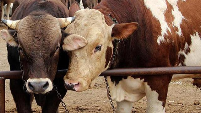 Dünyada bir ilk! Çiftlik hayvanlarının saldığı gazlar için vergi alacaklar: Anlaşma sağlandı