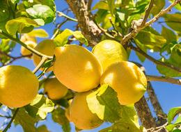 'Zamanında bedava verdim almadılar' diyerek isyan ettiler: Şimdi kilosu 100 TL’ye dayandı!