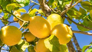 'Zamanında bedava verdim almadılar' diyerek isyan ettiler: Şimdi kilosu 100 TL’ye dayandı!