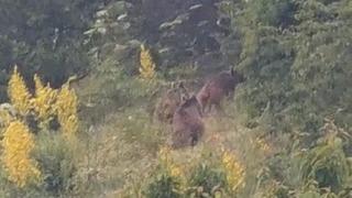 Gündüz vakti şaşırtan misafirler kameraya takıldı