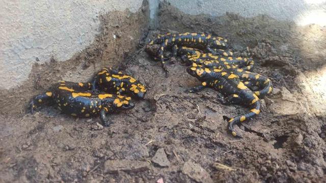 Yer: Malatya! Havuzda bulunca gözlerine inanamadı: Bu kadarını bir arada bulmak rekordur