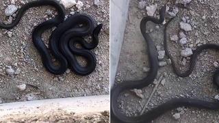 Görenler gözlerine inanamadı! 3 metre uzunluğunda: Hareket edince...