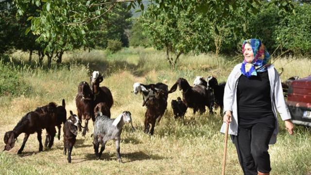 Bu iş uğruna kuaförlüğü bırakan kadın sürü sahibi oldu! Yoğun ilgi görüyor