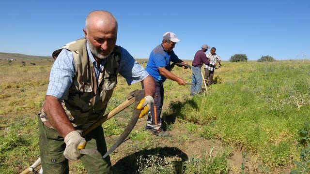 Aldıkları para iki katına çıktı ama çalışacak kişi mumla aranıyor! Sezon başladı, yevmiyeler dikkat çekti