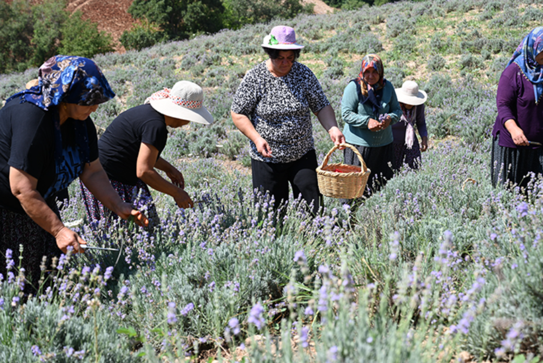 Atıl araziye kuruldu k&ouml;yl&uuml;lerin yeni ge&ccedil;im kaynağı oldu! 500 bin liraya yakın para kazanıyorlar