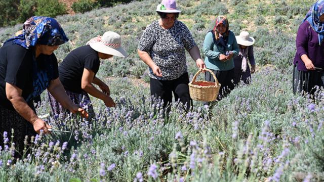 Atıl araziye kuruldu köylülerin yeni geçim kaynağı oldu! 500 bin liraya yakın para kazanıyorlar