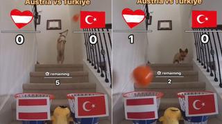 Şampiyonlar Ligi'ndeki tahminlerinin hepsi tutmuştu! Dünyanın konuştuğu köpeğe Türkiye-Avusturya maçı soruldu: İşte tahmini!