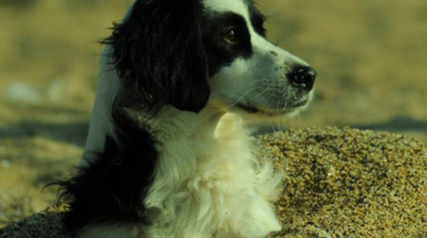 &Ouml;l&uuml;m Yasasına Hayır