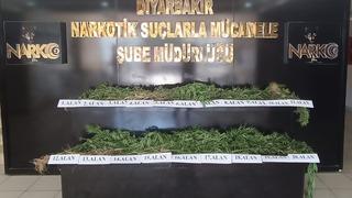 Diyarbakır'da Hevsel Bahçeleri'nde 3 bin 267 kök Hint keneviri ele geçirildi