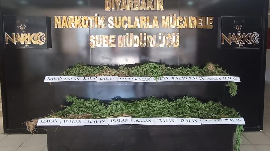 Diyarbakır'da Hevsel Bahçeleri'nde 3 bin 267 kök Hint keneviri ele geçirildi