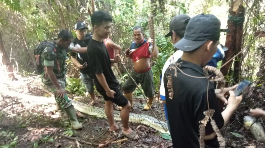 9 metrelik yılan gözünün önünde karısını diri diri yuttu! Hayvanı eze eze karısını kurtarmaya çalıştı