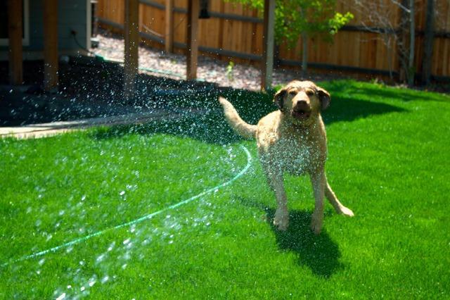 Dog_vs_Hose_(3574805712)