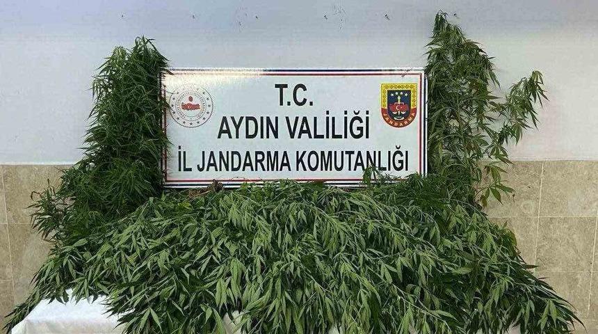 Nazilli’de evin bahçesinde 100 kök kenevir ele geçirildi