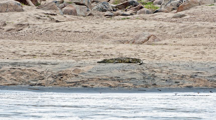 Timsah dehşeti! 12 yaşındaki kızın ceset parçaları bulundu