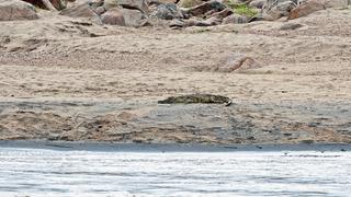 Timsah dehşeti! 12 yaşındaki kızın ceset parçaları bulundu