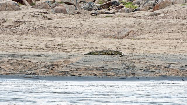 Timsah dehşeti! 12 yaşındaki kızın ceset parçaları bulundu