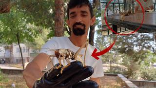 Batman'da görüntülendi! Boyu tam 25 santimetre... Etçil çekirge görenleri şaşkına çeviriyor