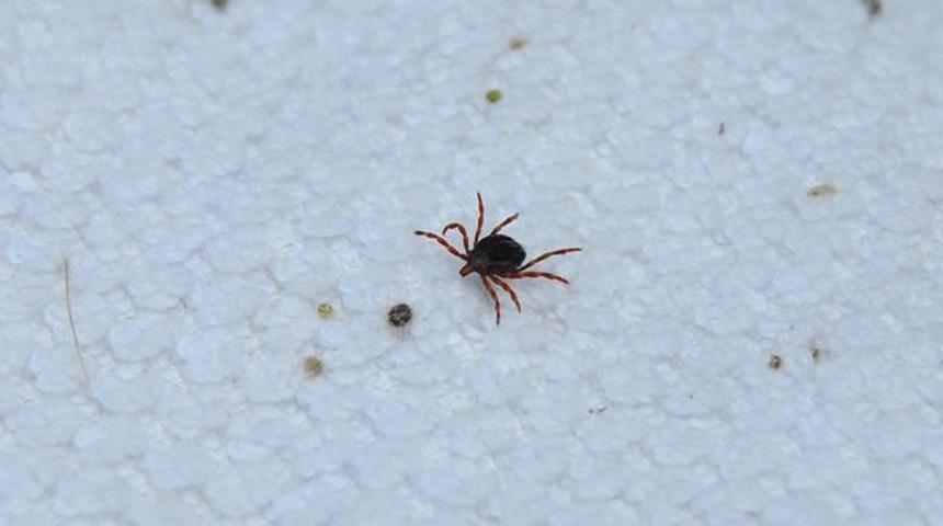 Giresun’da kene kabusu! Bir kişi hayatını kaybetti