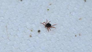 Giresun’da kene kabusu! Bir kişi hayatını kaybetti