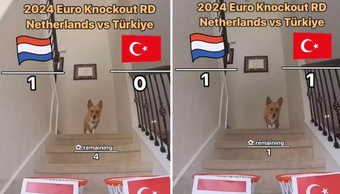 Kahin köpekten Türkiye-Hollanda maçı kehaneti