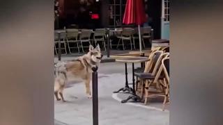 Avrupa sokaklarında yalnız kurt! 'Bozkurt' işareti tartışmaları sürerken, viral olan görüntü