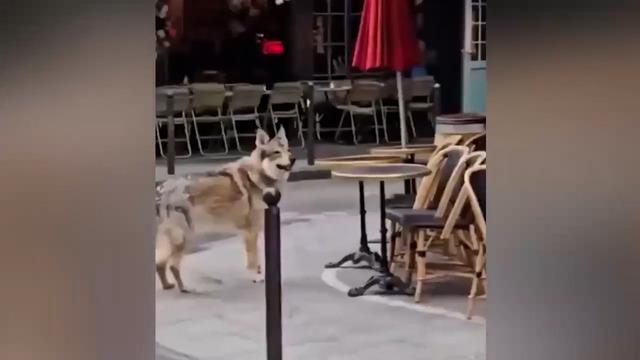 Avrupa sokaklarında yalnız kurt! 'Bozkurt' işareti tartışmaları sürerken, viral olan görüntü