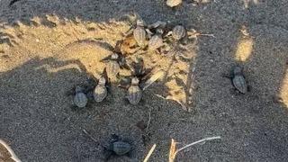 Alanya’da ilk yavru caretta carettalar denizle buluştu