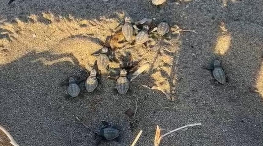 Alanya’da ilk yavru caretta carettalar denizle buluştu