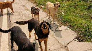 Köpek saldırısına uğrayan çocuk yerde kanlar içinde bulundu! Durumu kritik!
