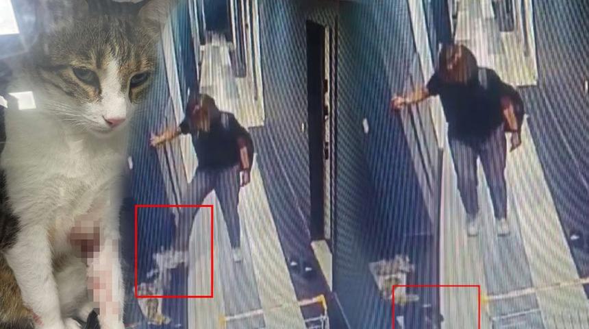 Kediyi tekmeleyerek 4. kattan aşağı atan akademisyen hakkında karar! Hapis cezası verildi