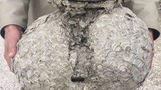 Eskişehir'de dev yaban arısı yuvası şaşırtıyor