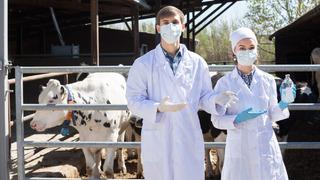 Bir ilçede şap hastalığı alarmı! Giriş ve çıkışlar yasaklandı