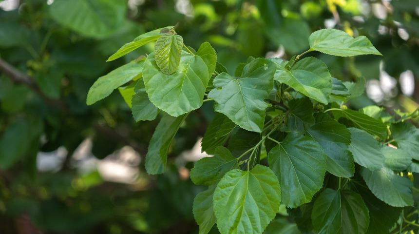 Dut yaprağı faydaları: Dut yaprağının faydaları nelerdir, neye iyi gelir?