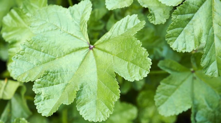 Ebegümeci faydaları nelerdir? Ebegümeci neye iyi gelir?