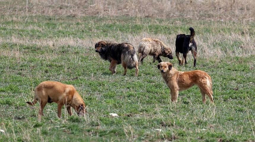 TBMM’de görüşüldü! Köpek ‘uyutma’ kuralına uymayan belediye başkanlarına hapis cezası verilecek!
