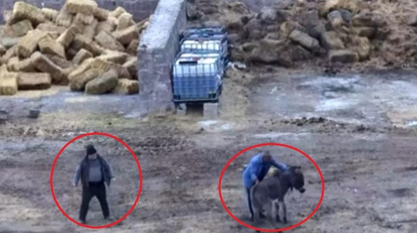 Yer: Kayseri! Eski çalıştığı çiftliğe gelip 5 atı zehirledi, 1 eşeği de kesti