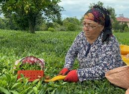 ÇAYKUR kontenjan kararı: 30 kilograma düşürüldü