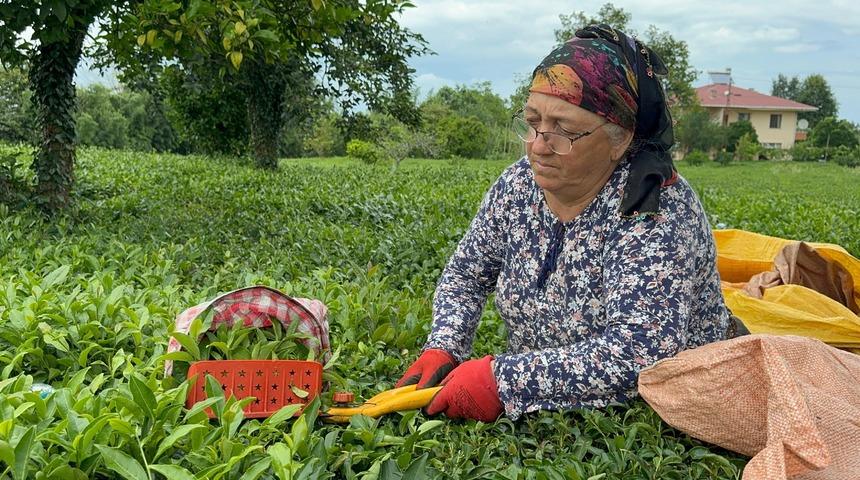 ÇAYKUR kontenjan kararı: 30 kilograma düşürüldü