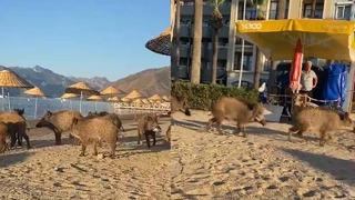 Görenler şaşkınlığını gizleyemedi! Plaja domuz sürüsü indi! 