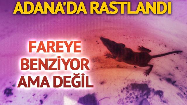 Adana'da rastlandı! Fareye benziyor ama değil: 'Dünyanın en eski, en küçük memeli hayvanı'