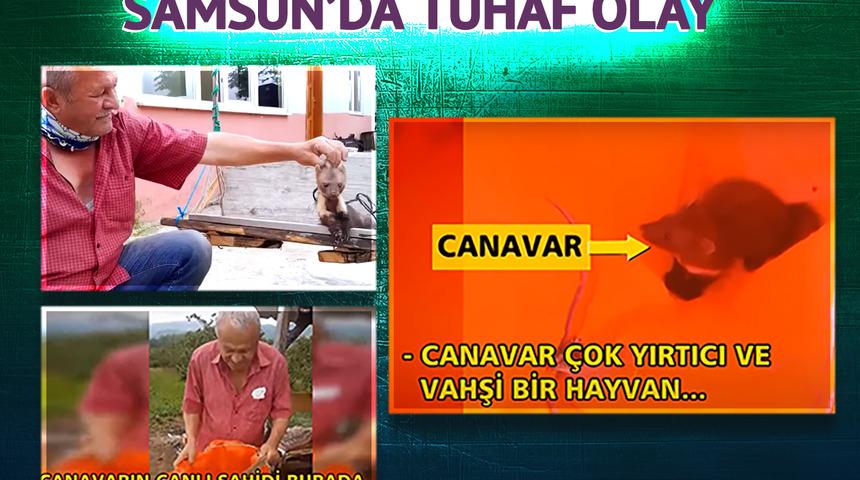 Köye dadanan 'canavarı' yakaladı, torbanın içine koydu! Samsun'da o hayvanı görenler afalladı