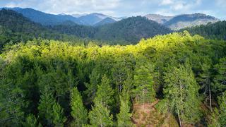 Cumhurbaşkanı Erdoğan imzaladı: 8 ilde bazı alanlar orman sınırı dışına çıkarıldı