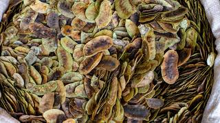 Açlık otu ne işe yarar, faydaları nelerdir? Açlık otu neye iyi gelir?