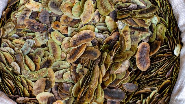 Açlık otu ne işe yarar, faydaları nelerdir? Açlık otu neye iyi gelir?