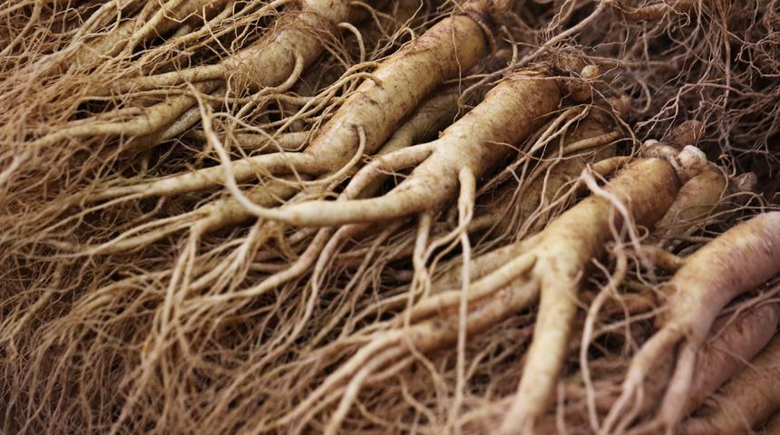 Ginseng nedir, faydaları nelerdir? Ginseng neye iyi gelir?