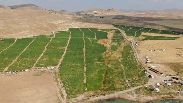 'Gelin 8 TL'ye alın' Duyar duymaz akın ettiler! Yurt dışından bile talep var 'Pahalı alacaklarına...'